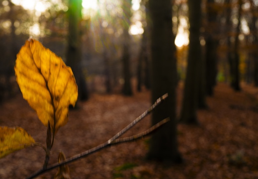 20241124-Herfst-102