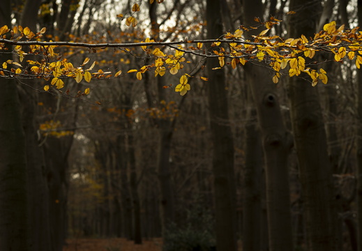 20241124-Herfst-103