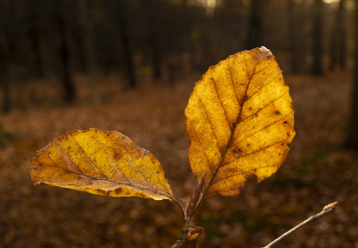 20241124-Herfst-104