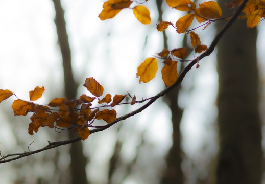 20241124-Herfst-107