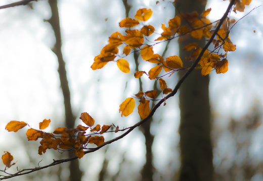 20241124-Herfst-108