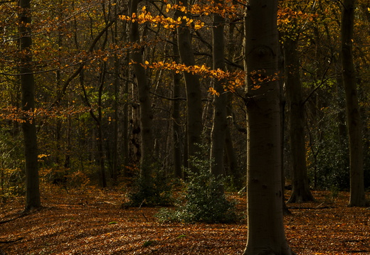 20241124-Herfst-109