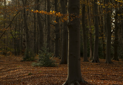 20241124-Herfst-110