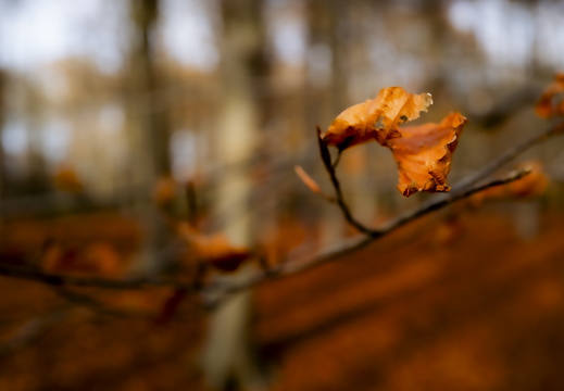 20241124-Herfst-111