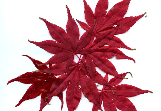20241124-Herfst-112