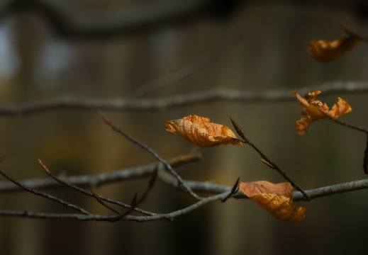 20241124-Herfst-113