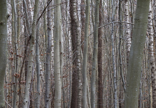 20241124-Herfst-114