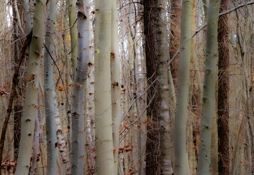 20241124-Herfst-115