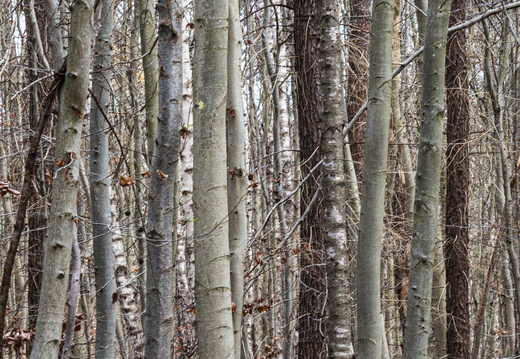 20241124-Herfst-116