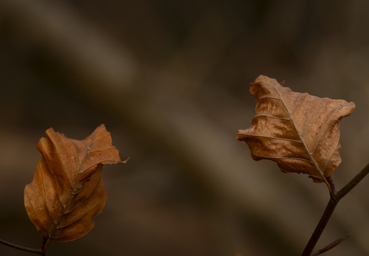 20241124-Herfst-117