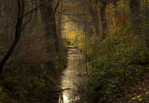 20241124-Herfst-118
