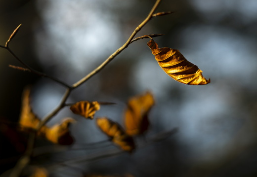 20241124-Herfst-119