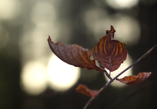 20241124-Herfst-120
