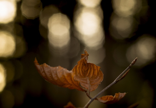 20241124-Herfst-121