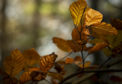 20241124-Herfst-122