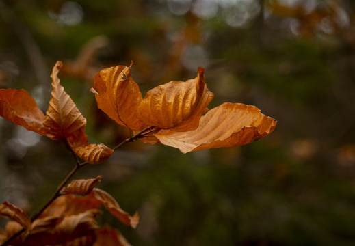 20241124-Herfst-124