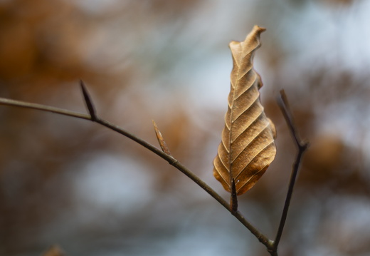 20241124-Herfst-126