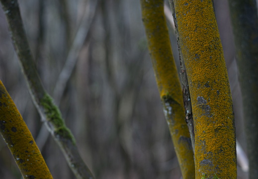 20241124-Herfst-128