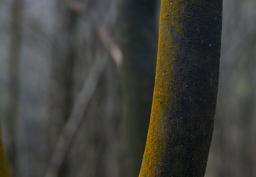 20241124-Herfst-129
