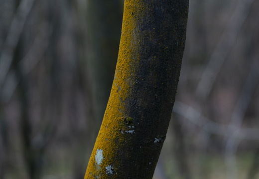 20241124-Herfst-130