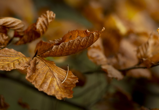 20241124-Herfst-131