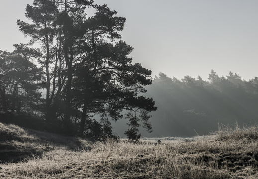 20250201-Kootwijkerzand-109