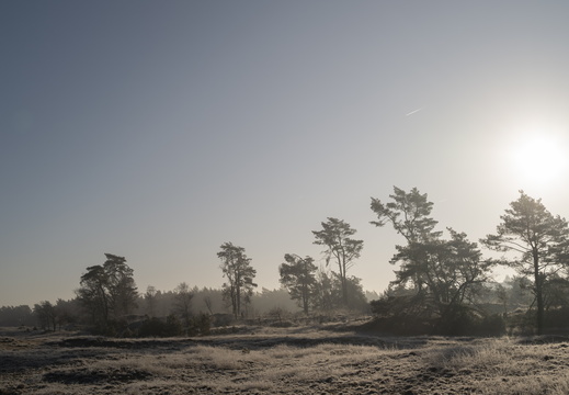 20250201-Kootwijkerzand-110