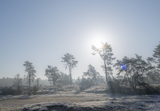 20250201-Kootwijkerzand-111