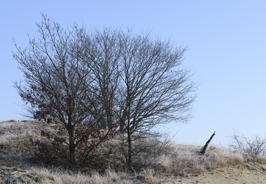 20250201-Kootwijkerzand-117