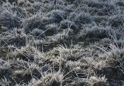 20250201-Kootwijkerzand-119