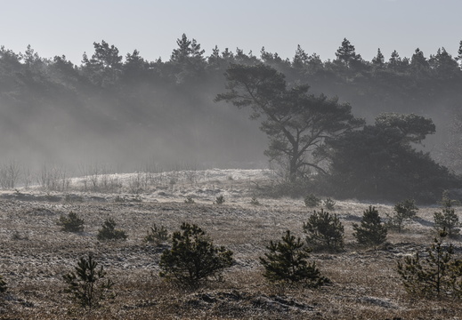 20250201-Kootwijkerzand-136