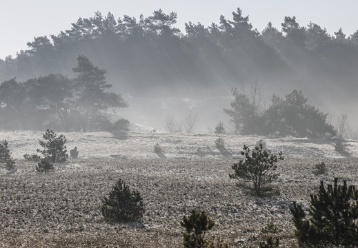 20250201-Kootwijkerzand-137