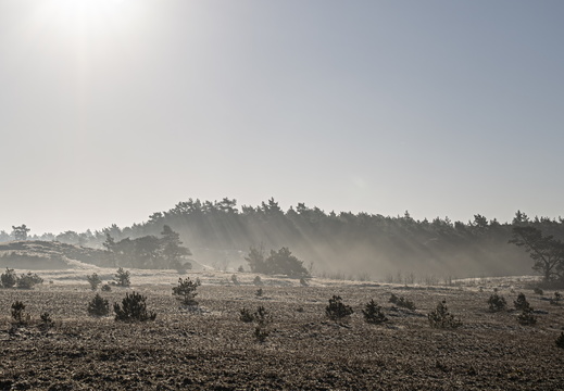 20250201-Kootwijkerzand-139
