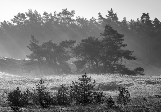 20250201-Kootwijkerzand-140