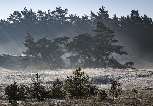 20250201-Kootwijkerzand-141