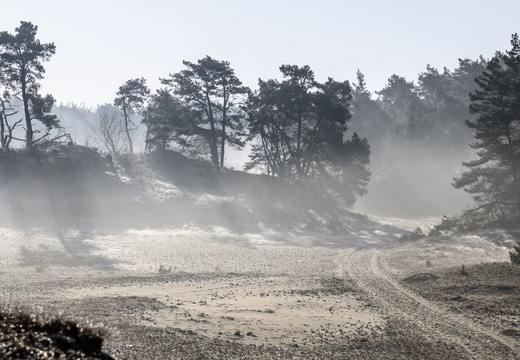 20250201-Kootwijkerzand-143