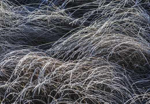 20250201-Kootwijkerzand-145