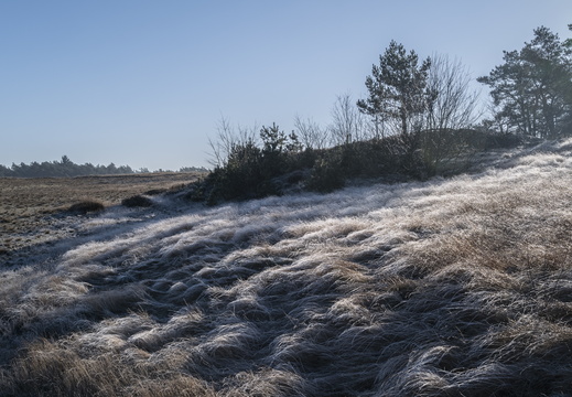 20250201-Kootwijkerzand-148