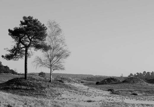 20250201-Kootwijkerzand-149