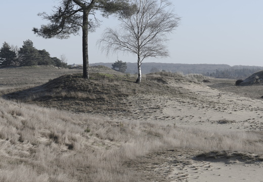 20250201-Kootwijkerzand-150