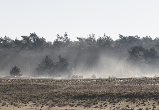 20250201-Kootwijkerzand-152