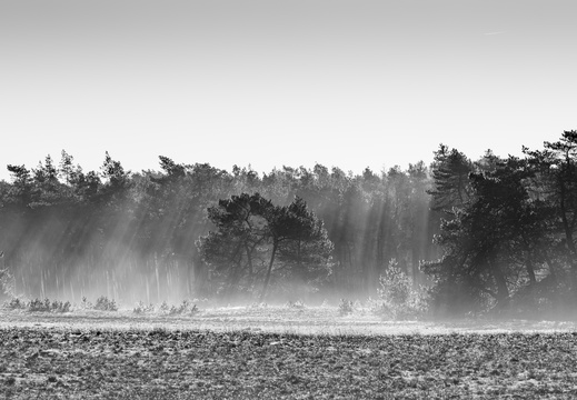 20250201-Kootwijkerzand-153