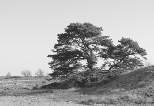 20250201-Kootwijkerzand-154