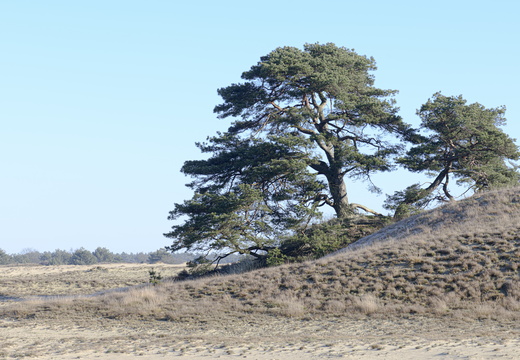 20250201-Kootwijkerzand-155