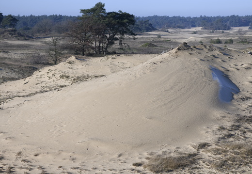 20250201-Kootwijkerzand-163