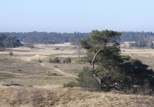 20250201-Kootwijkerzand-164