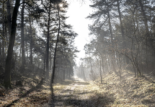 20250201-Kootwijkerzand-165