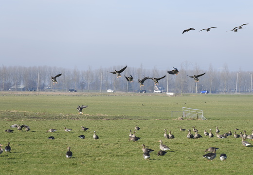 20250202-Loenen-107
