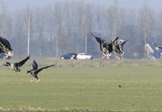 20250202-Loenen-108
