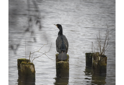 20250208-Vecht-101